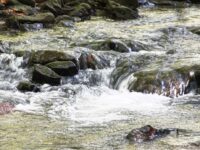 Top-Notch Operation: Data Management Boosts Pennsylvania Wastewater Plant